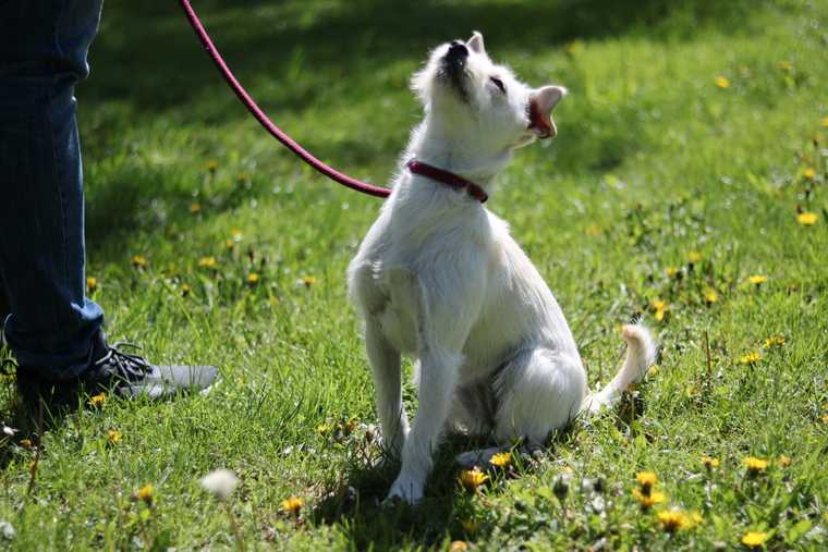 perro sentado