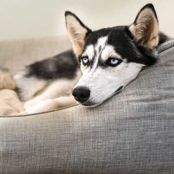 consejos para dejar a mi perro solo en casa