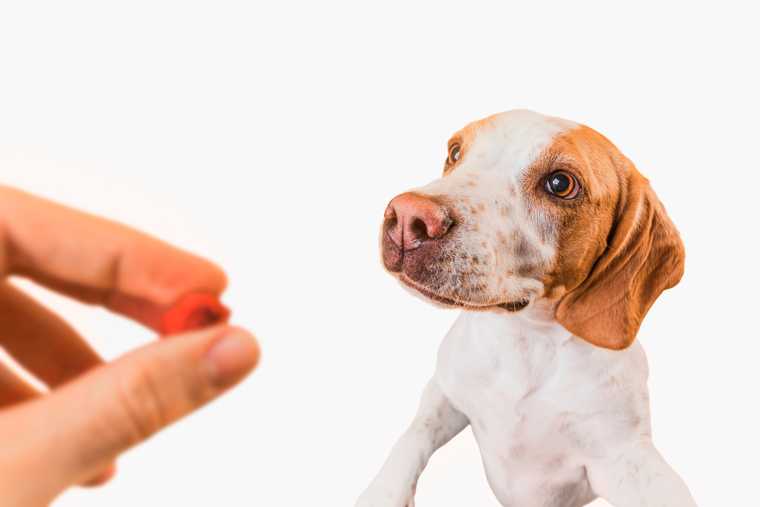 teaching a dog his name