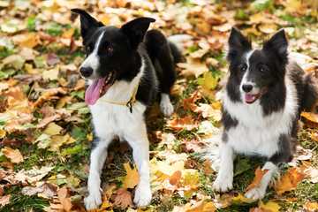 how do you introduce dogs to each other