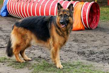 cachorro pastor aleman