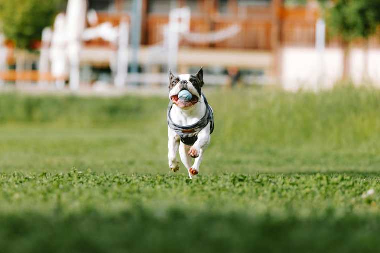 que hacer si mi perro se escapa