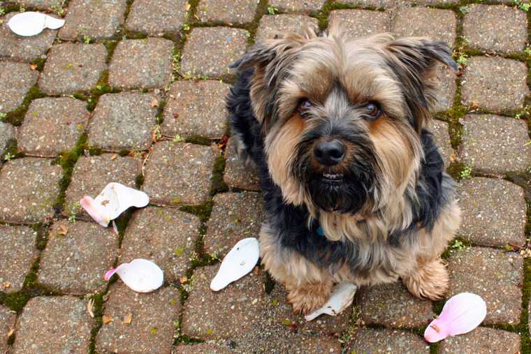 why does my dog hold his poop