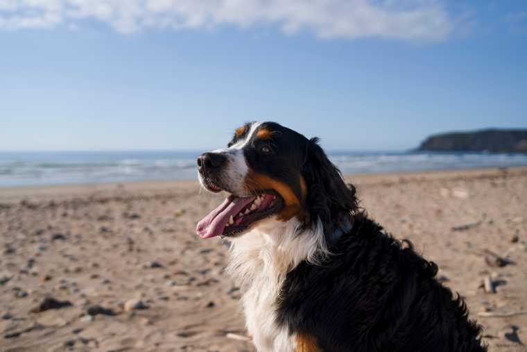 golpe de calor perros