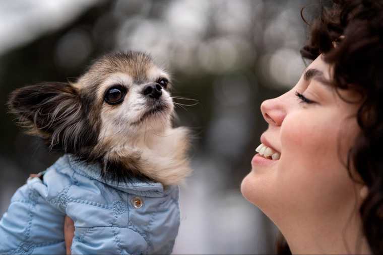 dog focus training
