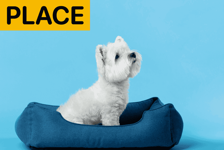 basic commands for puppies