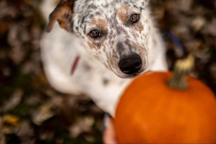 how to feed dogs pumpkin
