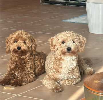 maltipoo cachorro