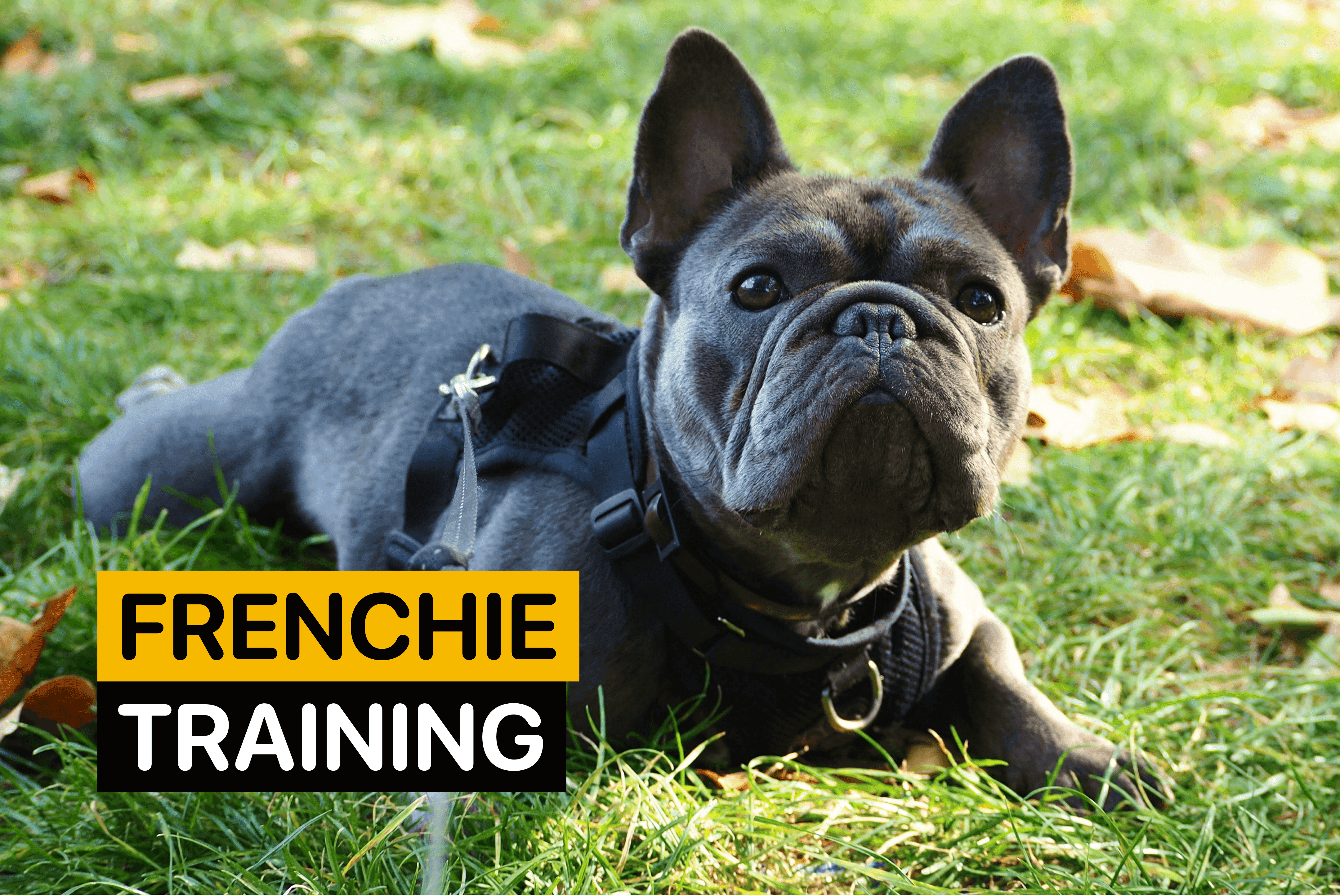 frenchie training