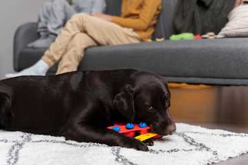 dog gifts for christmas