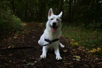 como socializar a un perro miedoso