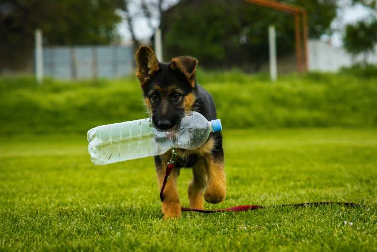 hidratar perro
