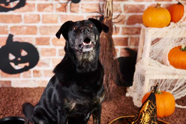 giving dogs pumpkin