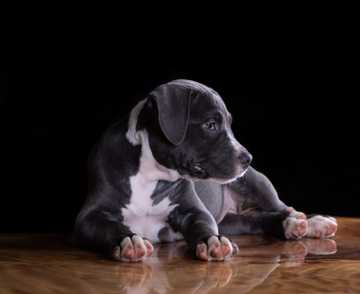 why is my puppy reverting potty training