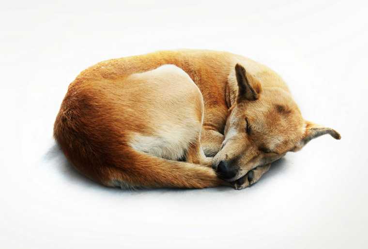 dog sleeping positions the bagel
