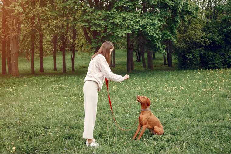 how to teach a puppy to heel