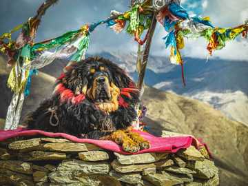 perro de frio