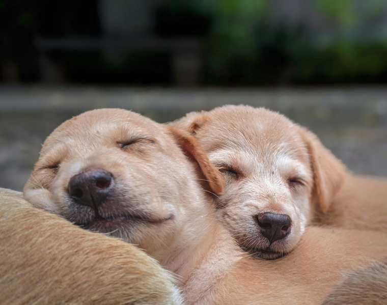 dog different sleeping positions