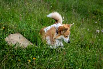 dog refuses to poop outside