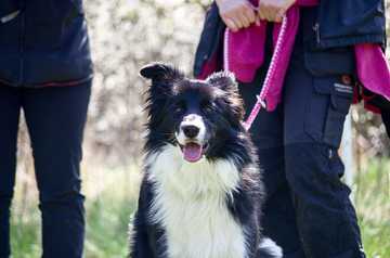 border collie adiestramiento