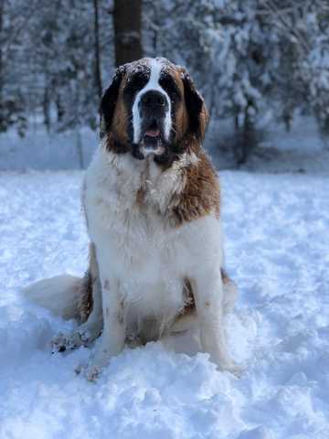 dogs that like cold weather
