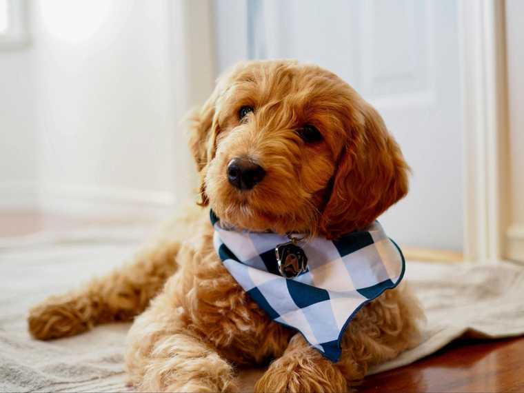 perro goldendoodle