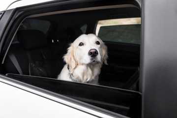 perros en el coche