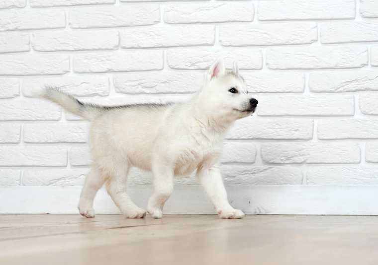 how to teach your dog to heel