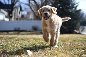 como hacer para que mi perro no se escape
