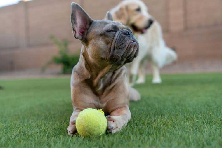 how to teach a dog to fetch
