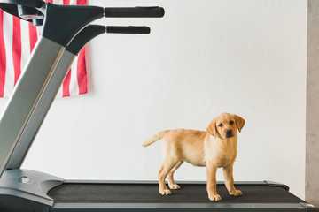 things to do with dogs in the winter