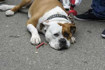 what causes a dog to eat poop