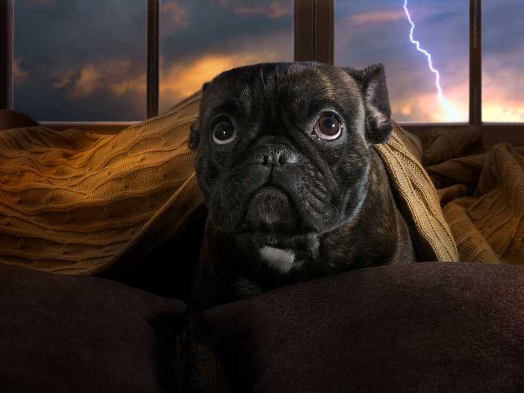 things dogs are scared of