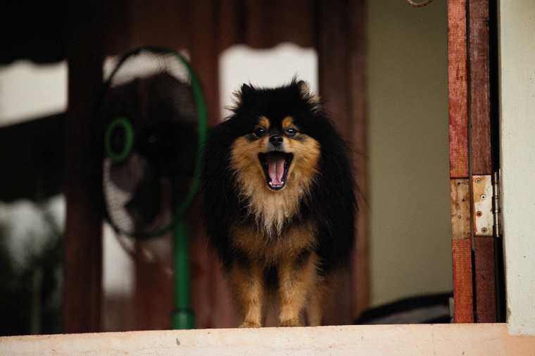 stop dog barking app
