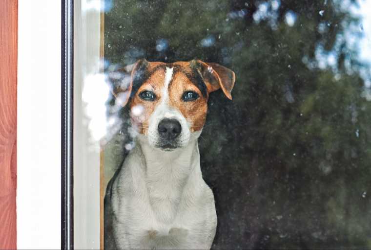 how to train a dog to ring a bell to pee