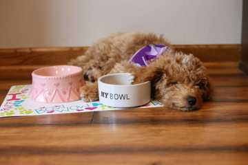 perros goldendoodle