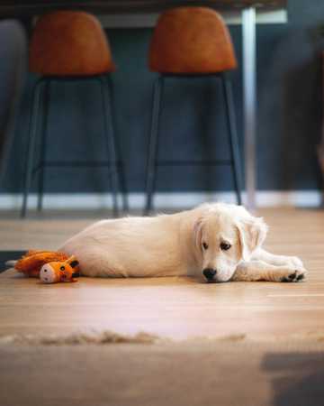 leaving a dog home alone