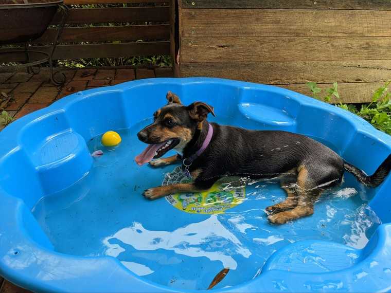 como evitar un golpe de calor en perros