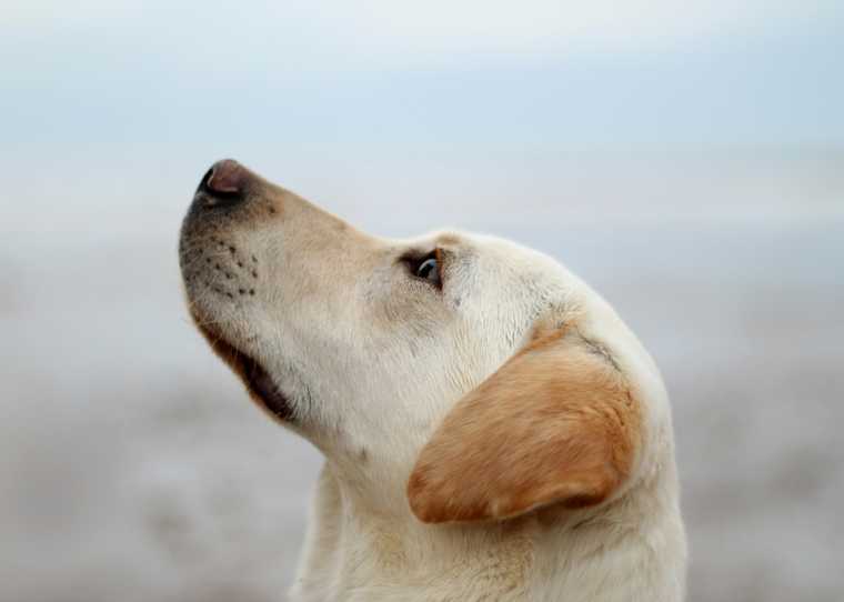 watch me dog command