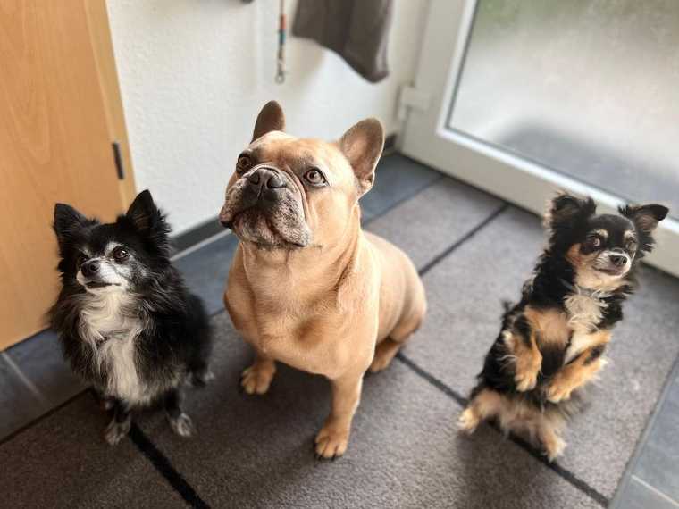 how to retrain a dog from peeing in the house