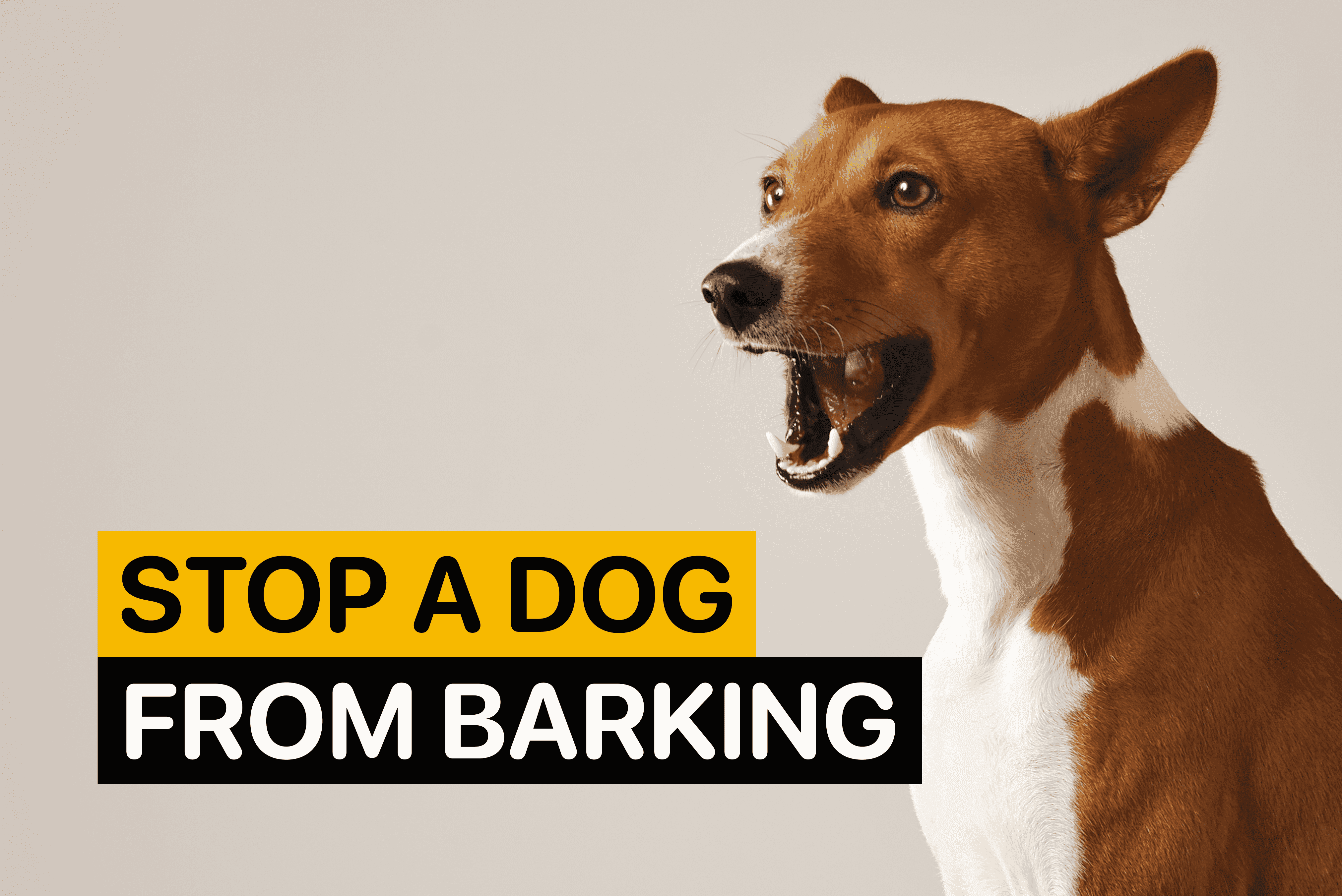 stop a dog from barking