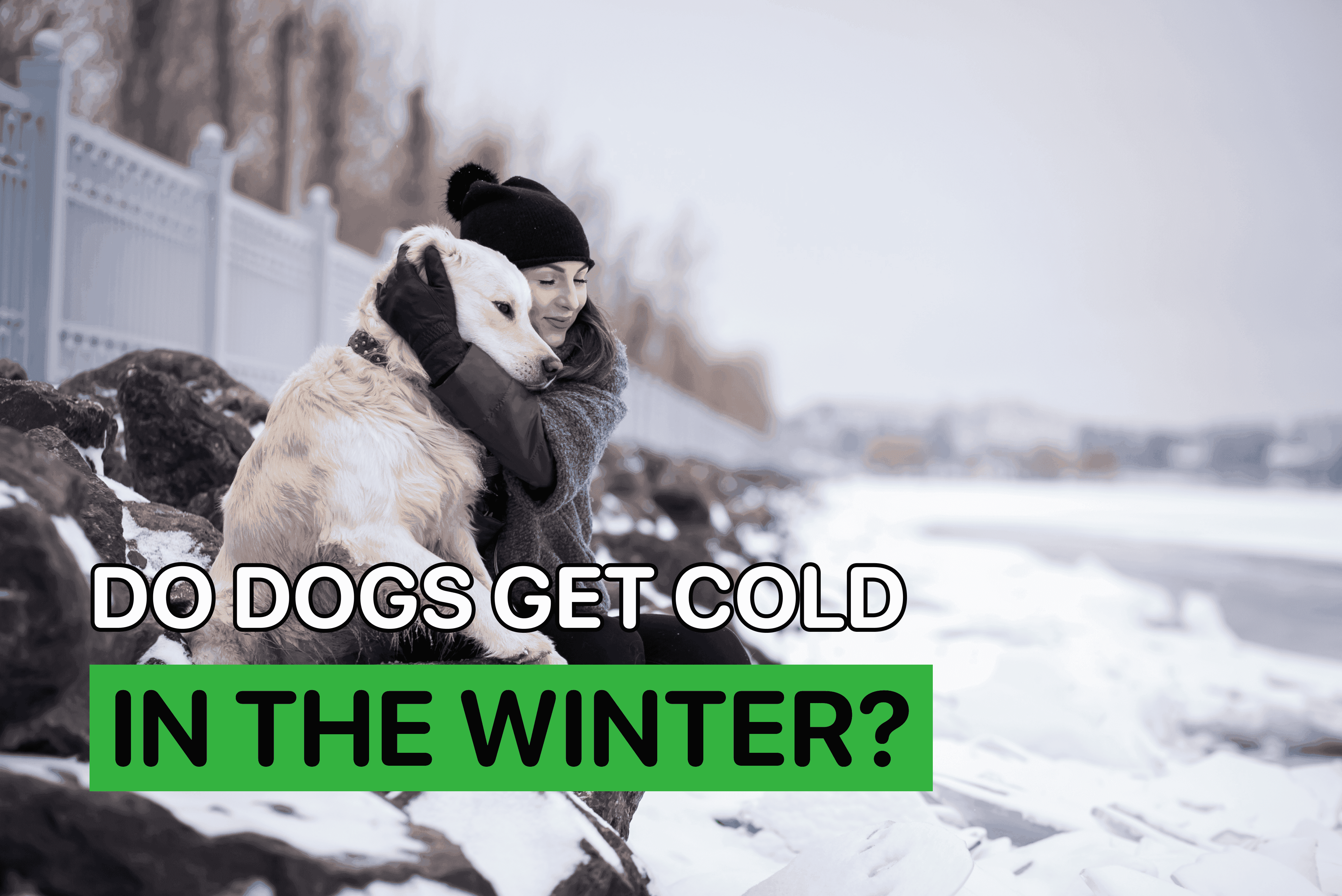 do dogs get cold in the winter