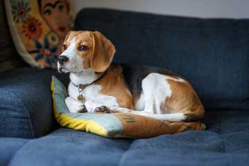 perro para niños