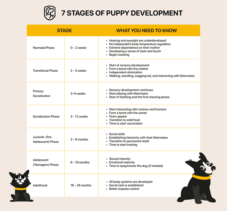 puppy growth chart by week