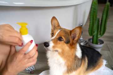 how to keep your dog cool