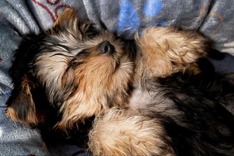 can dogs snore