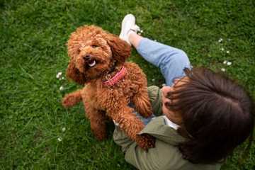 raza goldendoodle