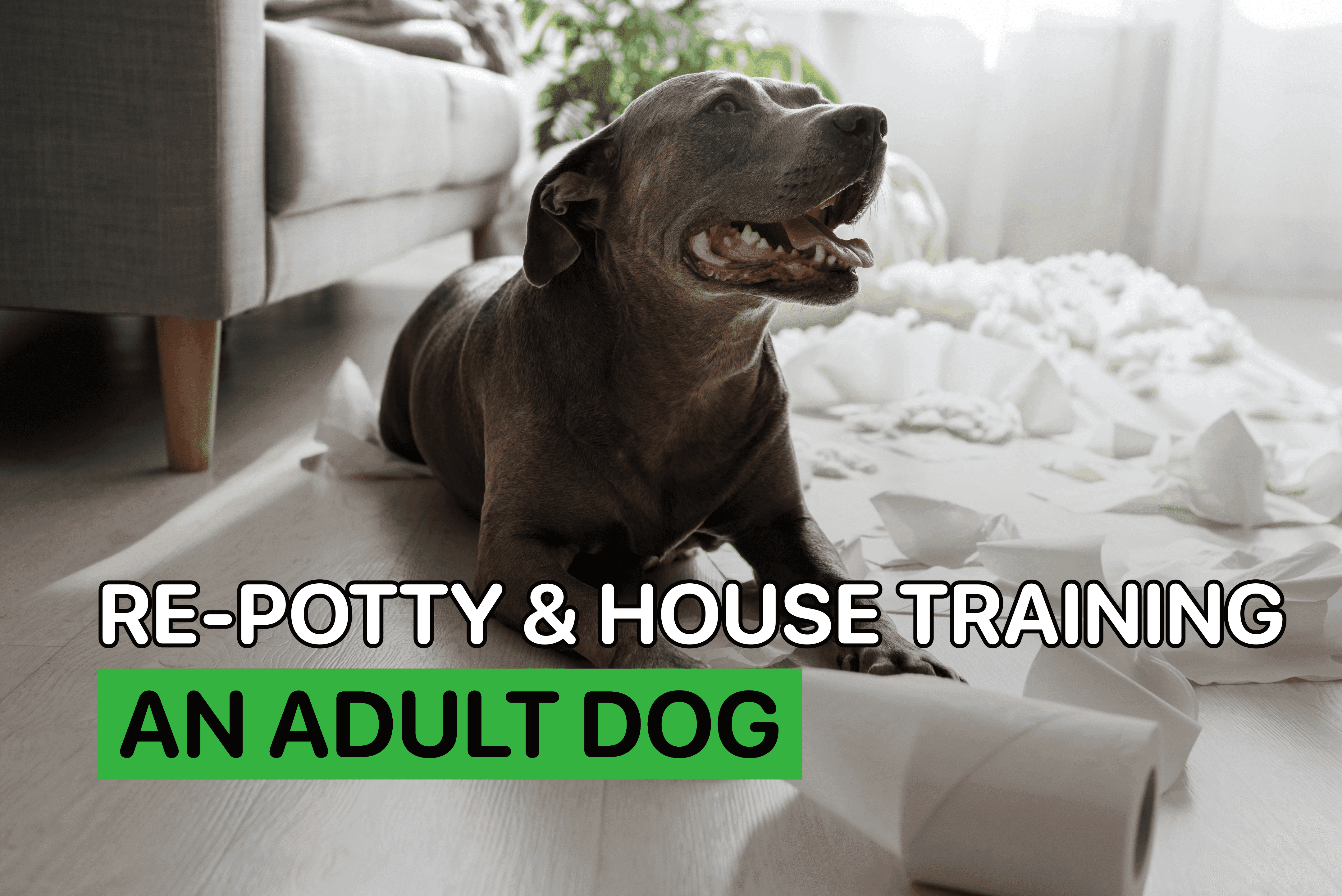 how to potty train an older dog