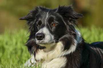 border collie exercise requirements