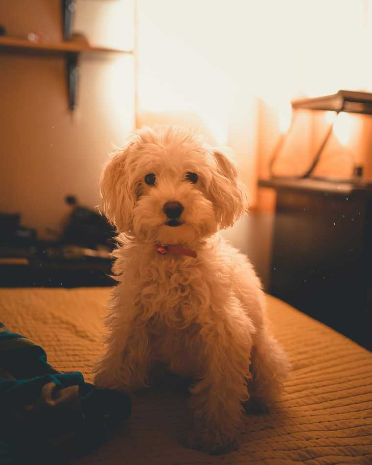 what to do the first night with a puppy